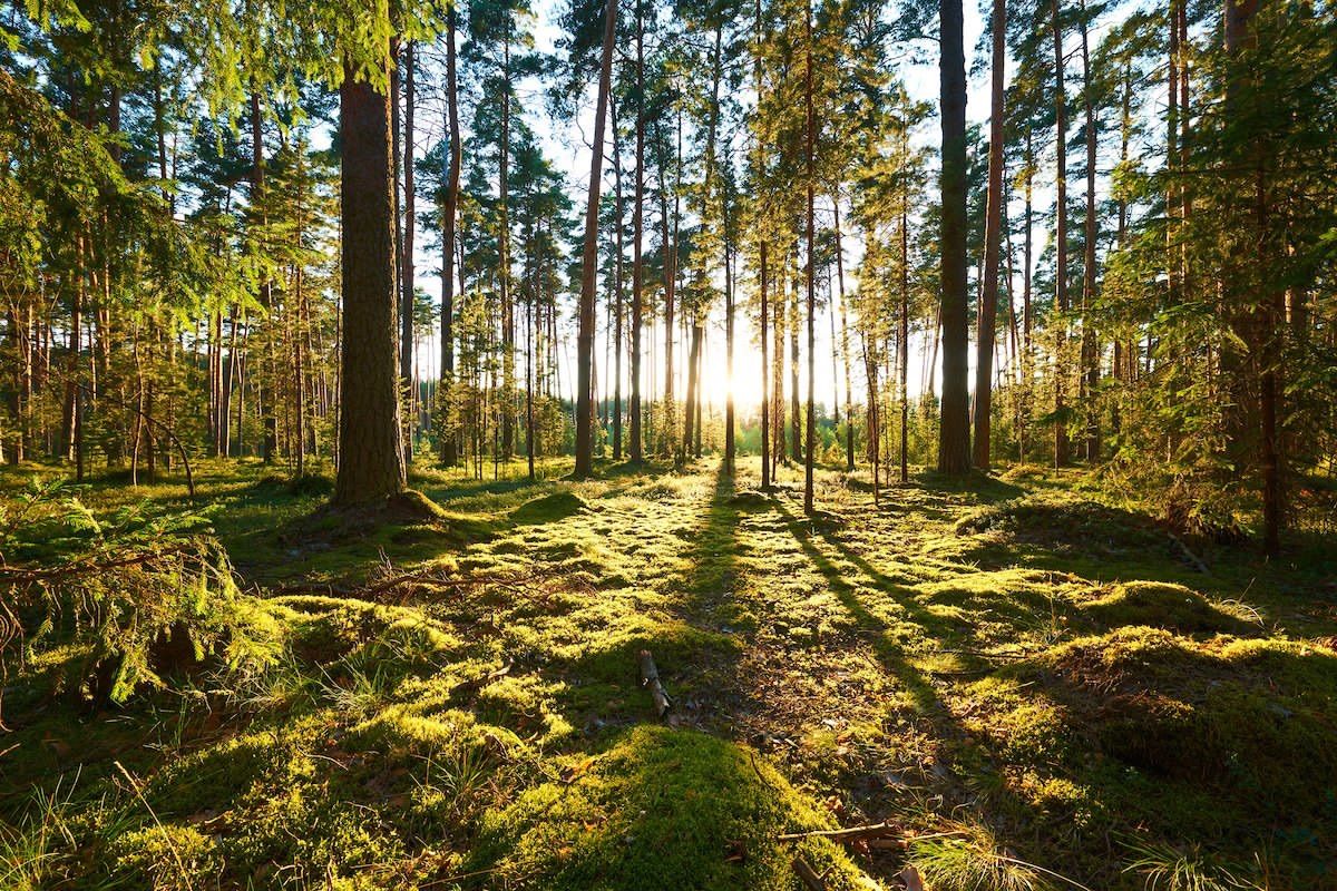 ISO 14001 Çevre Yönetim Sistemi Temel İlkeleri Nelerdir?